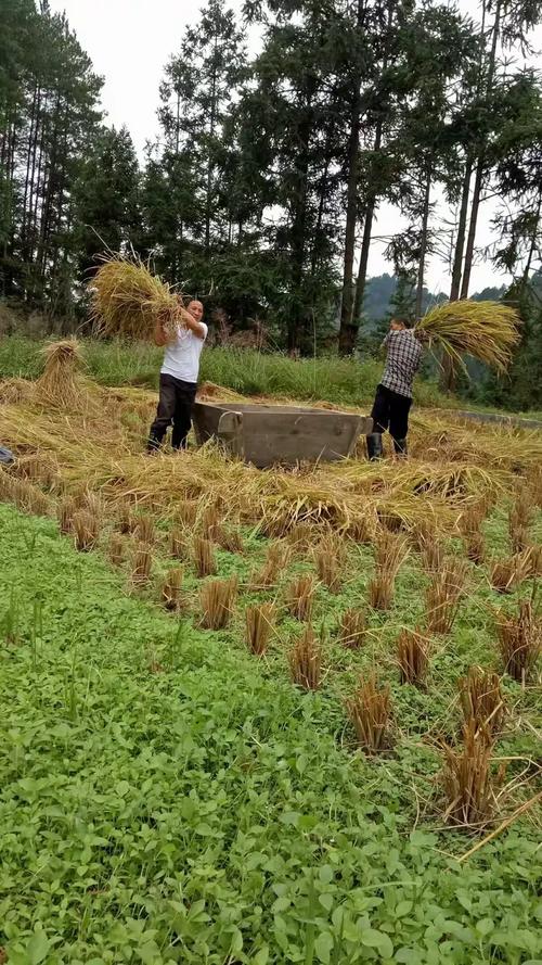 稻香里的生态密码 黔东南万安生态农业水稻全产业链影像志