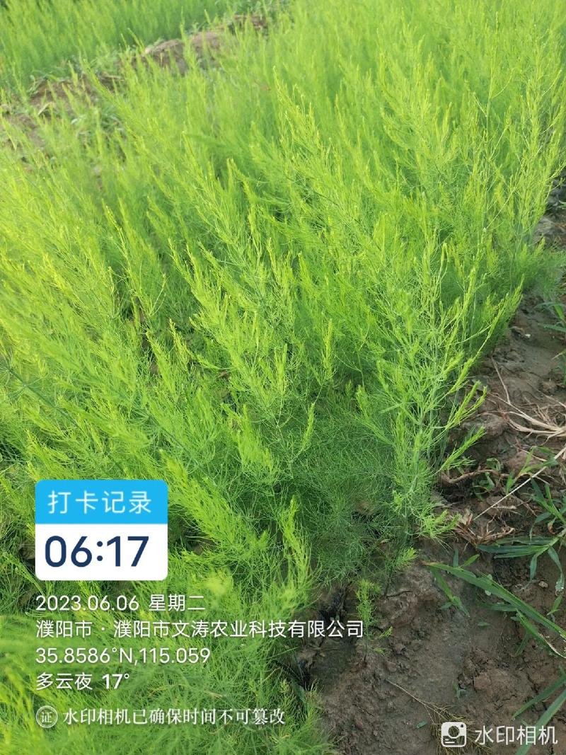 芦笋种植 优质农产品原产地的致富新路径