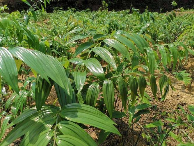 云南穰优农业科技 金线莲、灵芝、黄精种植前景广阔