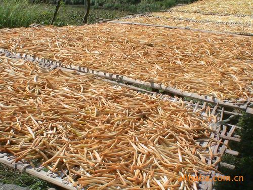 黄花菜种苗 农业种植、水土保持与园林绿化的多功能选择