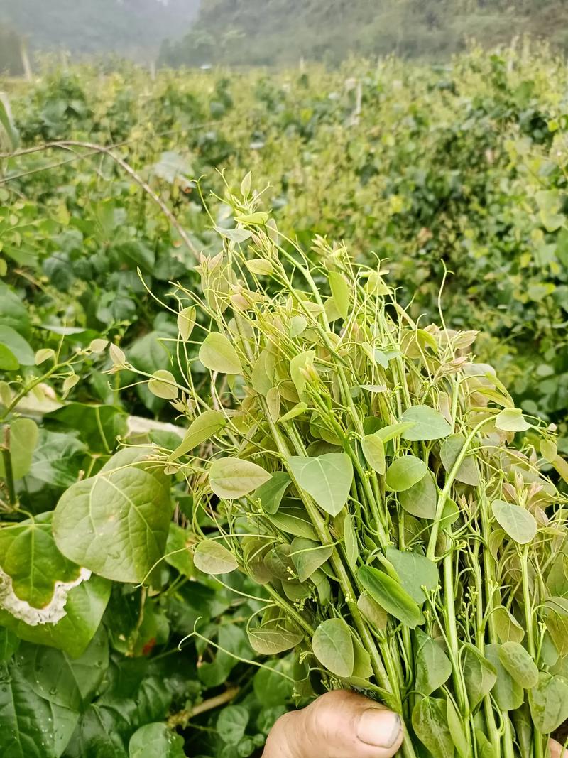 姑娘菜 绿色无公害种植与独特口感解析
