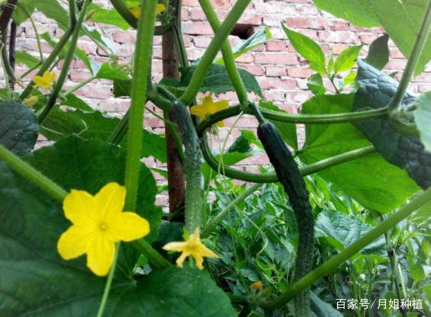 科技兴农富万家——某县农业局蔬菜大棚种植技术推广纪实