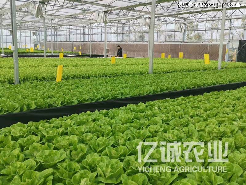 智慧连栋大棚 自动控温控湿引领现代农业新变革