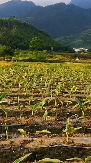 回归土地的味道 优质农产品背后的乡村日常