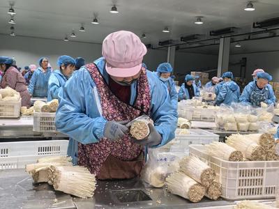 义安 以更优营商环境助力农业种植企业健康发展