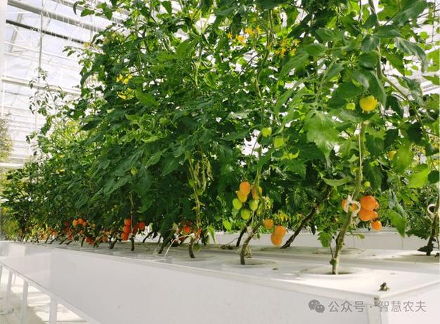玻璃温室大棚变身智慧农业工厂